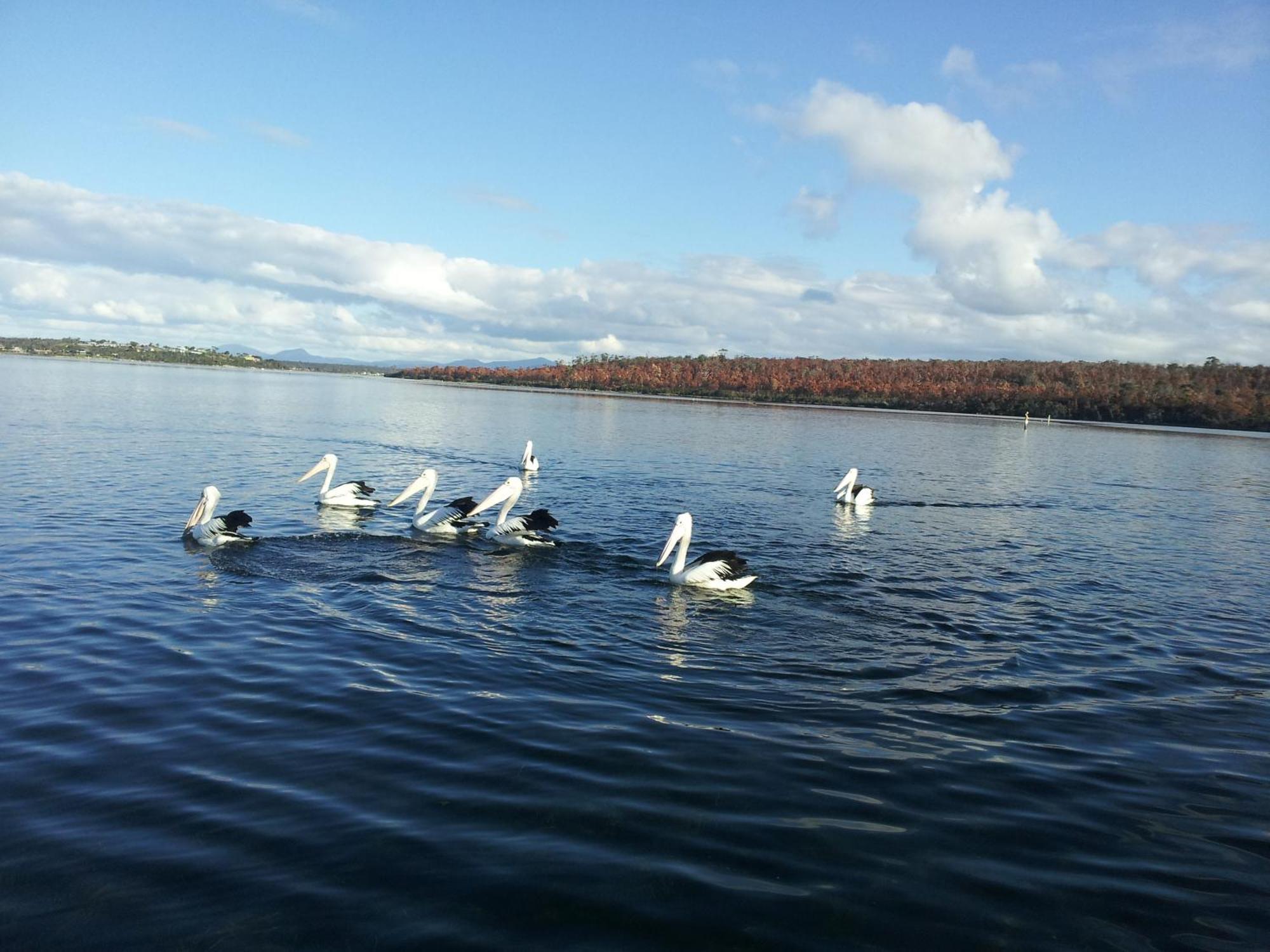 Pelican Point Sanctuary Сент-Хеленс Экстерьер фото